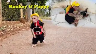 Smart monkey CuBis takes care of puppy alone to help dad