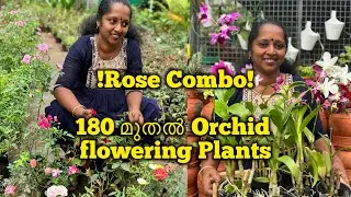 !Rose Combo! 180 മുതൽ Orchid Flowering Plants || Anju‘sgarden || R-Perunad || Pathanamthitta