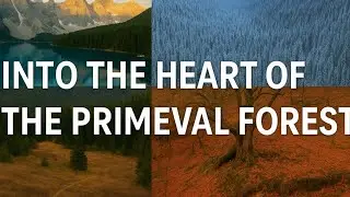 [InteresThings] -🌌Into the Heart of the Primeval Forest.
