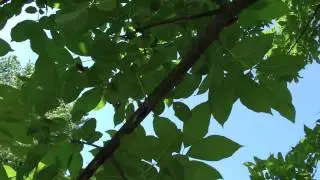 Great Southern Brood of Cicadas