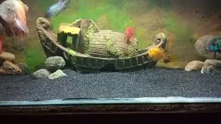 #75 gallon tank #Oscar #Electric blue acaras #blood parrots