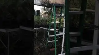 Our Nursery is about to be growing oak trees.