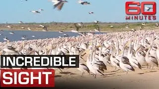 Thousands of pelicans return to outback after drought | 60 Minutes Australia