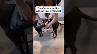 A dog lift harness is the best way to supportsenior dogs with walk and enable them walk at ease!