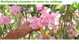 Propagating Oleander in water