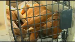 Animal Rescue Flights