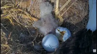 Captiva Eagle- Bieliki  -  Connie & Clive z pstrągiem & CE14🐥🌹🍀🥚🌹🍀 23/12/2025