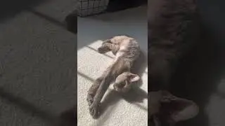 The perfect sunspot! ☀️ #catshorts #devonrexcat #sunspot #maplegirl