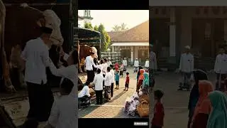 Eid al-Adha in Indonesia | Unloading Giant Cows at the Mosque