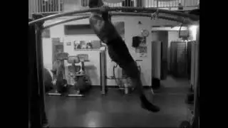 2.2. JUNAN TAISO / Strength CONDITIONING/ Potenziamento di forza: PULL UPS progression