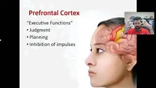 The Cerebrum and the Cortex