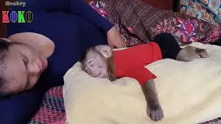 Adorable Monkey Koko Relaxing With Mom While The Rain Fall Down
