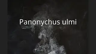 Panonychus ulmi