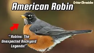 Critter Chronicles A-Z Facts and Fiction all about the Robin Bird