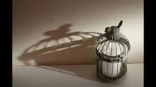 Shadows and Silhouettes