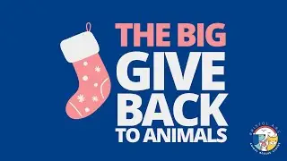 The Big Give 2025 - Bristol Animal Rescue Centre