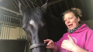Pettrisage - Picking up Massage your horse at home
