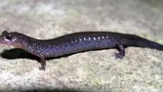 Eastern Red Back Salamander (HWW Homegrown Video)