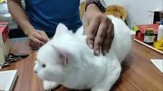 Vet Dr. Sofier Rahman,  Pulse pet & vet care, Sylhet. cat vaccine, dog vaccine 01521425366