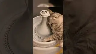 7 Signs Your Cat Might Be Dying 🥺💔