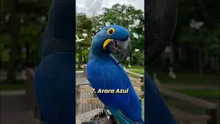 🦁 Os animais mais bonitos do mundo 🌎 #top10 #animais #viral