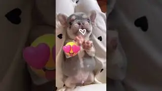 🐶 Cutest Puppy Ever! 😂 Funny Dog Videos #shorts