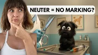 Will Neutering or Spaying a Dog Stop Marking? (What If Your Dog Keeps Peeing in the House?)