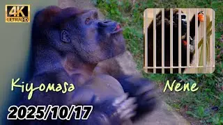 キヨマサのドラミング炸裂！ネネの元気な姿も確認できました 〜 2025/10/17 金曜日【 東山動植物園 】
