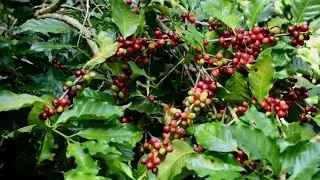 The Blue Mountains Majesty: Jamaica's Coffee Empire