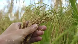 MicrobeBio for Brown Planthopper (BPH) #pestcontrol  #RiceFarmSuccess #microbebio