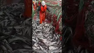 Cutting the Net : A Flood of Alaskan Pollock Spills into the Ship&rsquo;s Hold