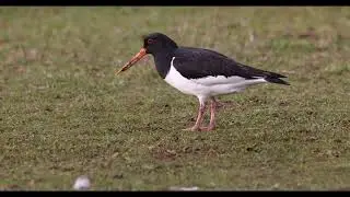 Oystercatcher 