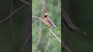 Cedar Waxwing #bird