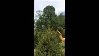 Trimming Evergreen Trees    Norway Spruce Trees
