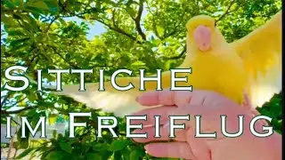Gro&szlig;er Alexandersittich erfreut sich am t&auml;glichem Freiflug 💛 #vogeltraining #bauernhof #freiheit