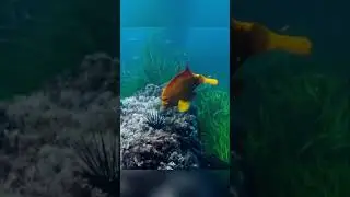 Mr.Damselfish will help people dig sea urchins.#sea #animals