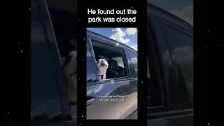 When the dog park is closed #shorts #youtubeshorts #viral #viralvideo #funny #shortsvideo #pets