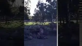 petardo fa saltare cardarella (secchio in ferro per edilizia)