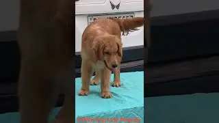 Sunrise Kennels Top Notch Import line Golden Retriever Female @8Months Semi Adult Female Puppy #dogs
