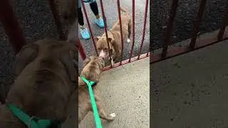 Bebe and Storm fence meet