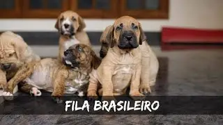 Fila Brasileiro | The Brazilian Mastiff | Large Working Dogs Brazil | Superb Trackering Dog Breed
