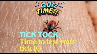 Ticked! Can You Outsmart Nature&rsquo;s Creepiest Crawler? The Ultimate Tick Survival Quiz. Tick time.