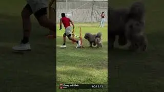 Poodle DOG AGILITY