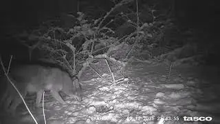 trail cam videos of wildlife in the woods in Baltimore