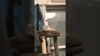 トロ顔 #シャムトラ