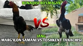 🔥🔥Топ 5 чемпион 🏆 хурозлар  🐓