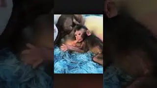 Animal meeting monkey meeting 🤣😜🤣#meeting #animls#animals