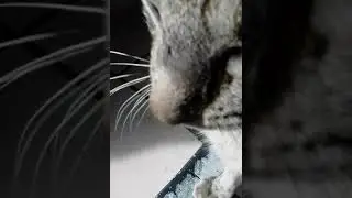 cool cat casino
