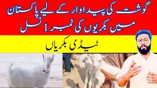 All About Teddy Goats || Pure Meat Breed || Pakistani No 1 Meat Breed || Dr Noman Ali