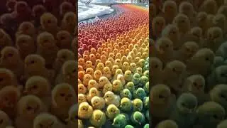 quts chicks baby 🐥 #adorablechicks #birds #birdsounds #chicken #funny #animals #cute #babychoedhen